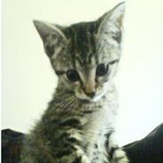 Huskat Shorty Tequila (Død-2010)