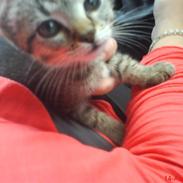 Huskat Shorty Tequila (Død-2010)