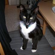 Blanding af racer Buller