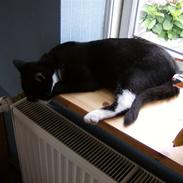 Blanding af racer Buller