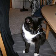 Blanding af racer Buller