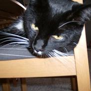 Blanding af racer Buller