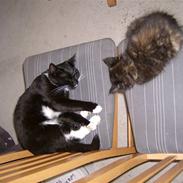 Blanding af racer Buller