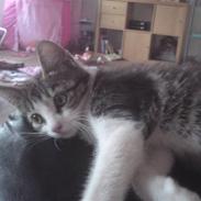 Huskat Sigurd den anden