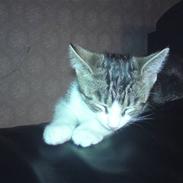 Huskat Sigurd den anden