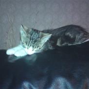 Huskat Sigurd den anden