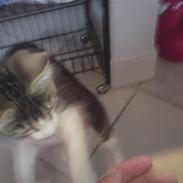 Huskat Sigurd den anden