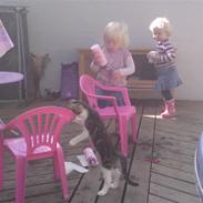 Huskat Sigurd den anden