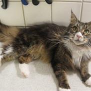 Maine Coon Cute Coon´s Nala