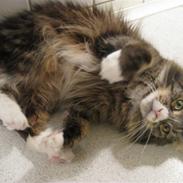 Maine Coon Cute Coon´s Nala