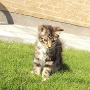 Maine Coon Kadu