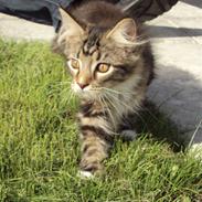 Maine Coon Kadu