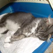 Maine Coon Mojo 2010-2011*Død*