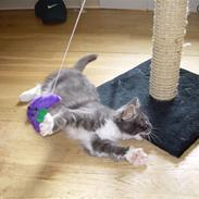 Maine Coon Mojo 2010-2011*Død*