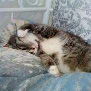 Huskat Malou verdens bedste kat