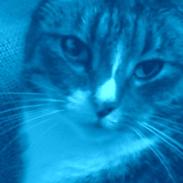 Huskat Malou verdens bedste kat