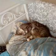 Huskat Malou verdens bedste kat