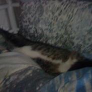 Huskat Malou verdens bedste kat