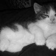 Blanding af racer Ludvig