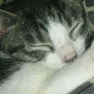 Blanding af racer Ludvig