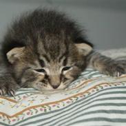 Blanding af racer Hitte