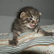 Blanding af racer Hitte