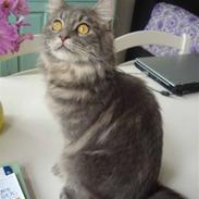 Maine Coon Silke