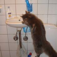 Maine Coon Silke