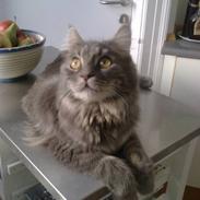 Maine Coon Silke