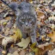 Maine Coon Silke