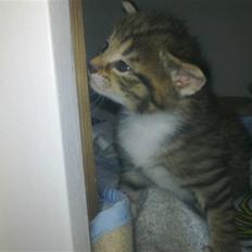 Blanding af racer Lady