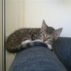 Blanding af racer Lady