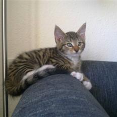 Blanding af racer Lady