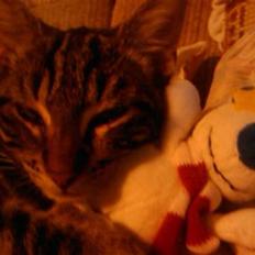 Blanding af racer  gismo