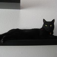 Huskat Baghera