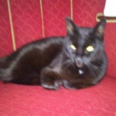 Huskat Daisy (Fars kat)