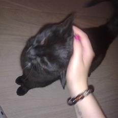 Huskat Daisy (Fars kat)