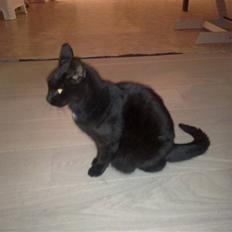 Huskat Daisy (Fars kat)