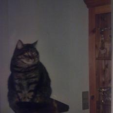 Blanding af racer Timian R.I.P. :'(