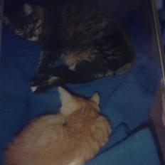 Blanding af racer Timian R.I.P. :'(