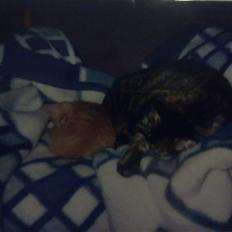 Blanding af racer Timian R.I.P. :'(