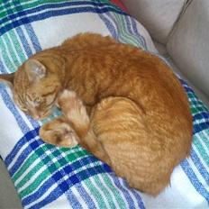 Blanding af racer Bettemus R.I.P. :'( :'(