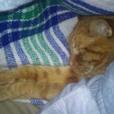 Blanding af racer Bettemus R.I.P. :'( :'(