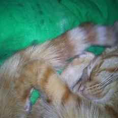 Blanding af racer Bettemus R.I.P. :'( :'(