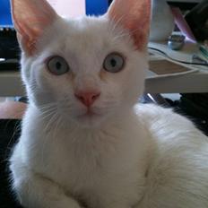 Blanding af racer Cicero