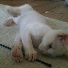 Blanding af racer Cicero