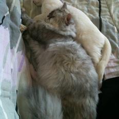 Blanding af racer Cicero