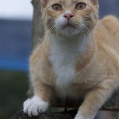 Blanding af racer Michela