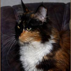 Maine Coon DK Proud Danish MoonShadow