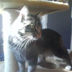 Blanding af racer Smoke (R.I.P)